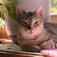 Milwaukee Record Cat Of The Week: Princess — Racine Business news